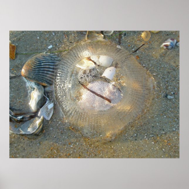Poster Stranded Jellyfish und Muscheln (Vorne)