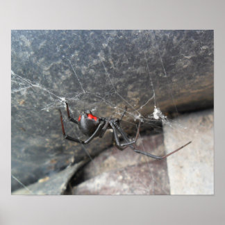 Poster Strands Silken