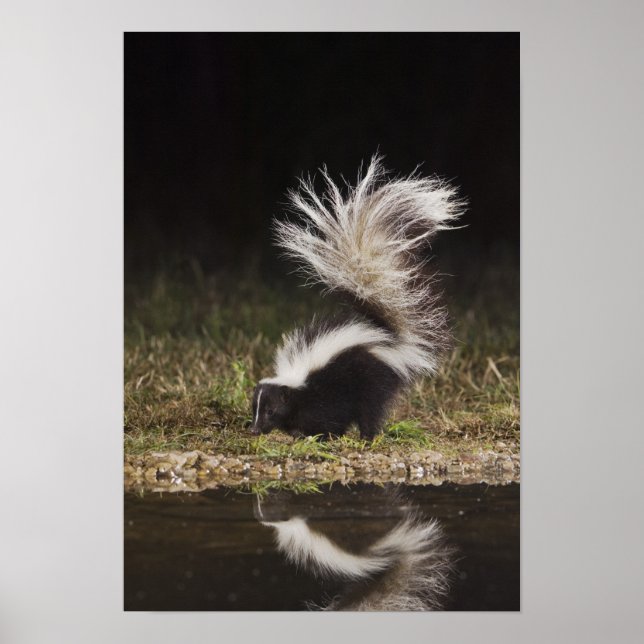 Poster Stried Skunk, Mephitis mephitis (Devant)