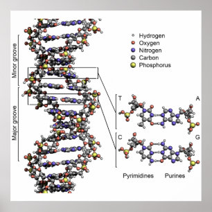 Poster Structure de l'ADN Bases acides désoxyribonucléair