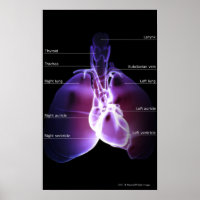 Structure du coeur et des poumons