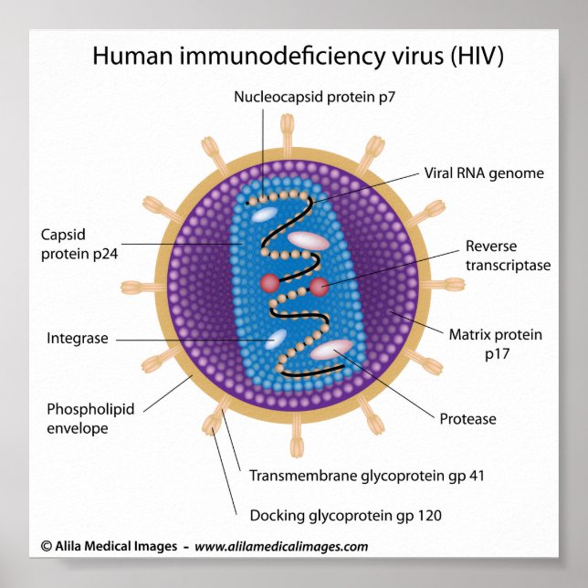 Poster Structure du virus du VIH, diagramme étiqueté. (Devant)
