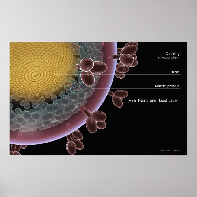 Poster Structure d'une cellule VIH (Devant)