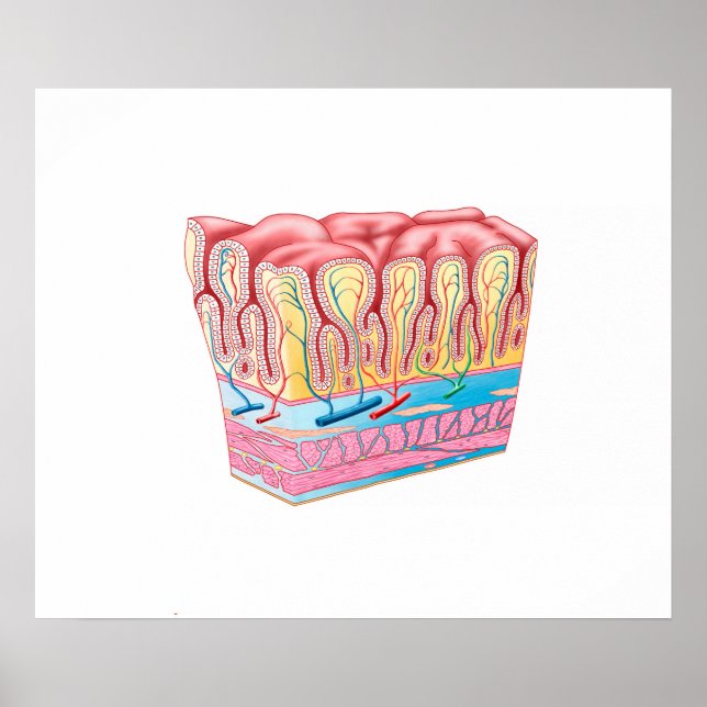 Poster Structure Et Couches Anatomiques Du Mur D'Estomac (Devant)