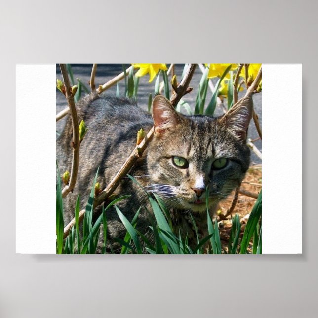 Poster Stubby (Devant)