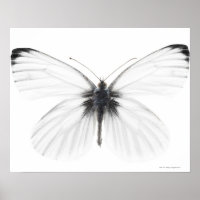 Studio photo de papillon blanc à veine pointue