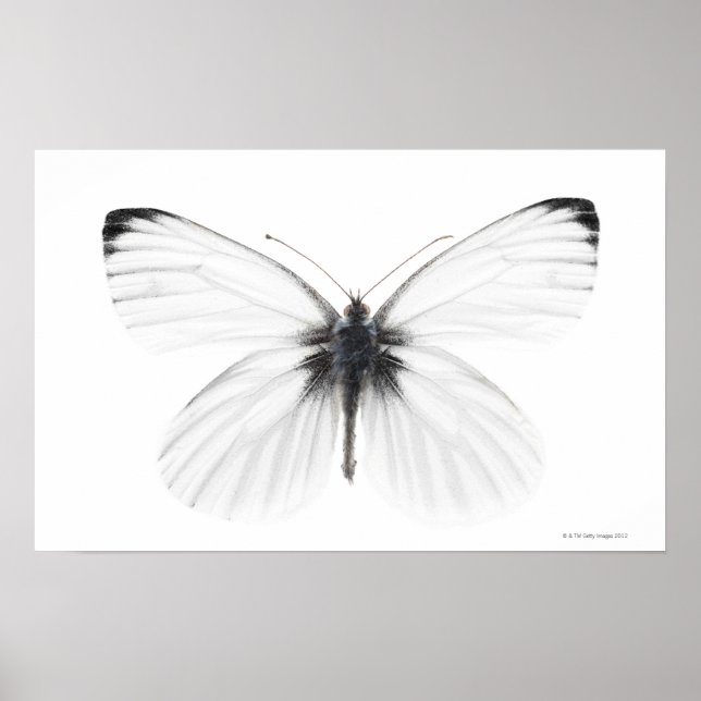 Poster Studio photo de papillon blanc à veine pointue (Devant)