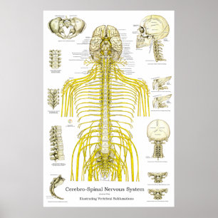 Poster Subluxes de chiropratique des nerfs épineux