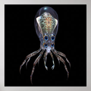 Poster Subnautica  Crabsquid