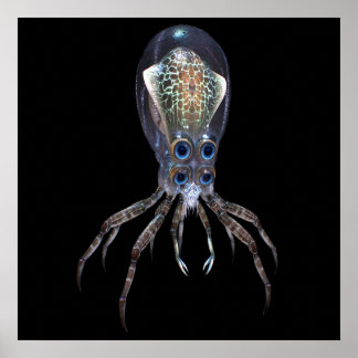 Poster Subnautica Crabsquid