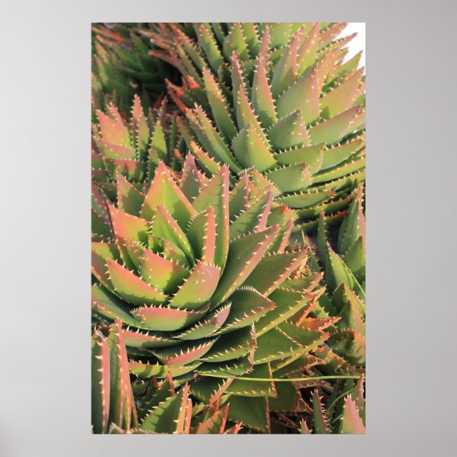 Poster succulent (Devant)