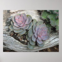 Poster Succulent Echeveria