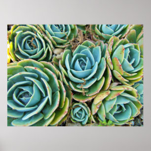 Poster Succulents