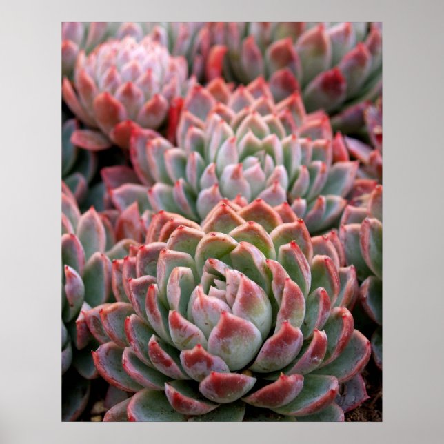 Poster Succulents (Devant)