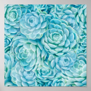 Poster Succulents bleus