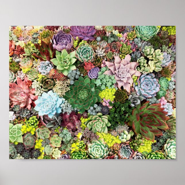Poster Succulents colorés (Devant)