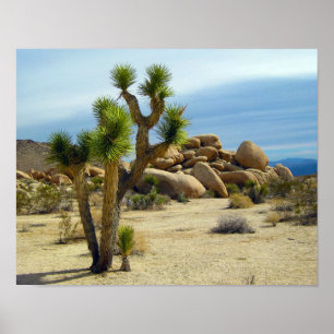 Poster Succulents du désert de Californie, rochers et cie
