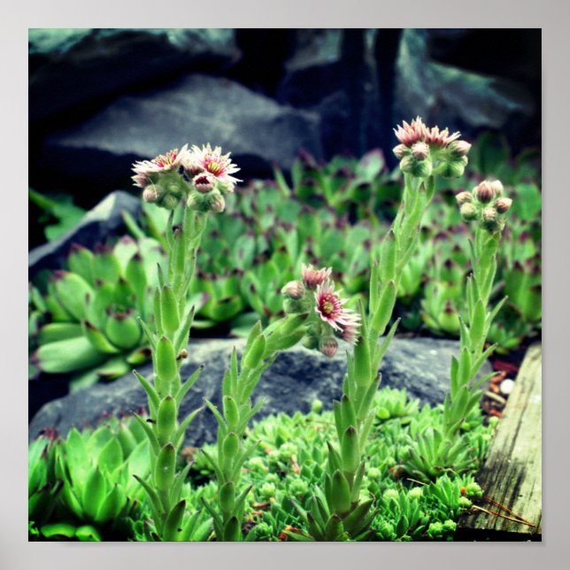 Poster Succulents floraux (Devant)