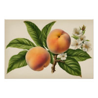 Succursale vintage de fruits à la Pêche avec fleur