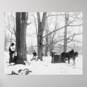 Poster Sucre d'érable du Vermont Camp, 1906. Photo