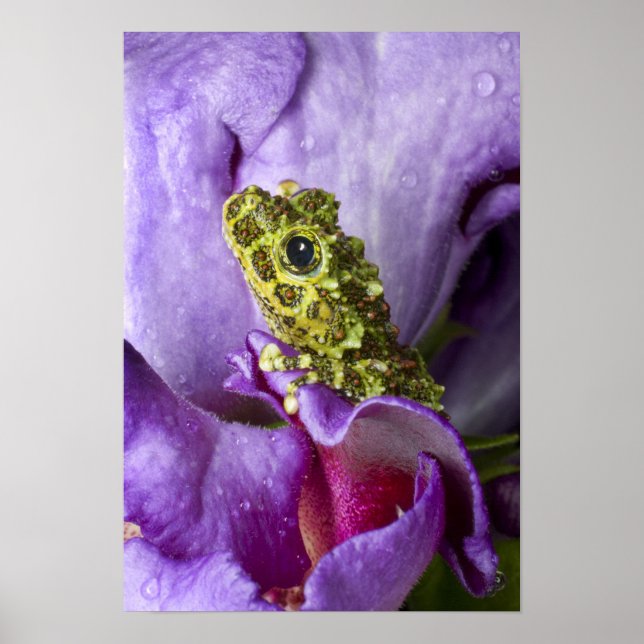 Poster Sud-est du Vietnam. Gros plan de la grenouille des (Devant)