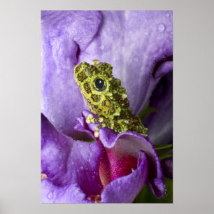 Poster Sud-est du Vietnam. Gros plan sur la grenouille ar