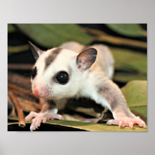 Poster Sugar Glider