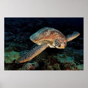 Poster Sulawesi   Tortue marine verte