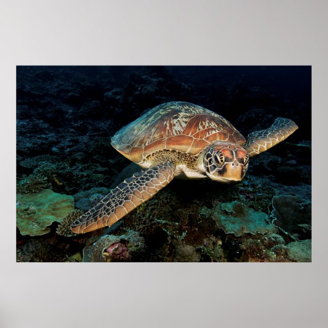 Poster Sulawesi | Tortue marine verte (Devant)