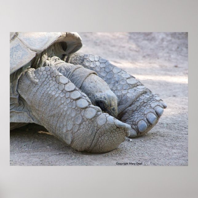 Poster Sulcata Tortoise (Devant)