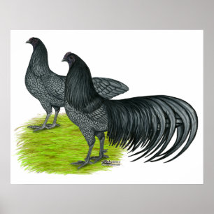 Poster Sumatra :  Paires bleues