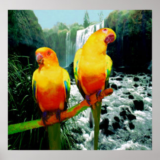Poster Sun Conures