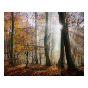 Poster Sun rayonne la forêt brumeuse mystique, photo