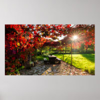 Sun through autumn leaves, Croatia