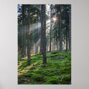 Poster Sunbeams dans la Forêt-Noire