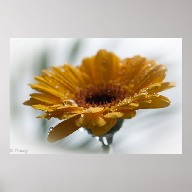 Poster Sunchyme Gerbera (Devant)