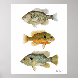 Poster Sunfish Redear, Longear et Sunfish vert