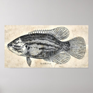 Poster Sunfish vintage de boue de poissons d'art de mur