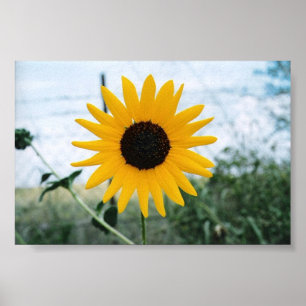 Poster Sunfloer solitaire