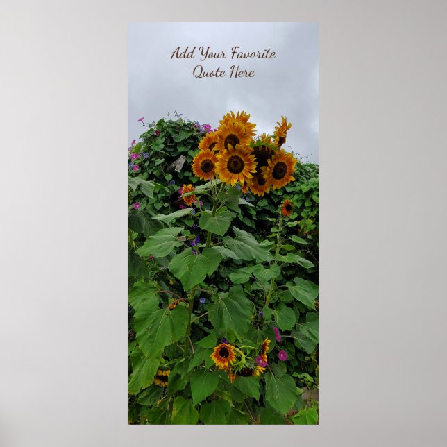 Poster Sunflower et Morning Glory Photographie Ajouter un (Devant)