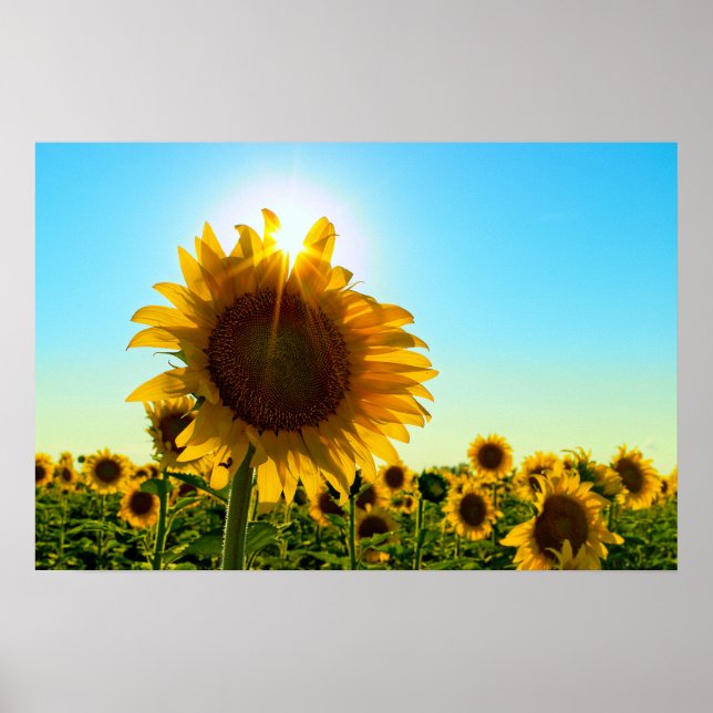Poster Sunflower Sun Star (Devant)