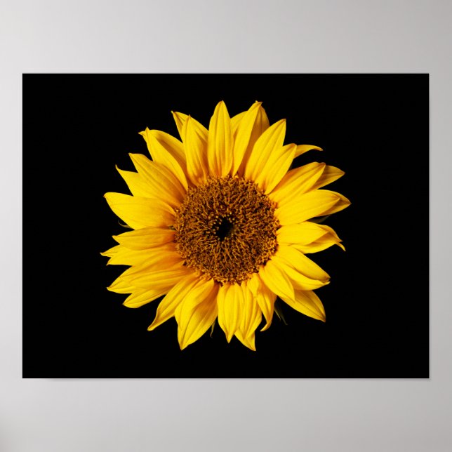 Poster Sunflower Yellow on Black (Devant)
