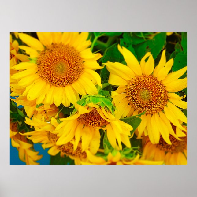 Poster Sunflowers City Market KC Farmer's Market (Devant)