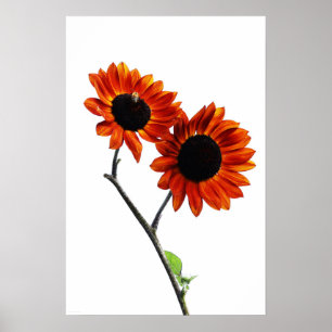 Poster Sunflowers wapcn
