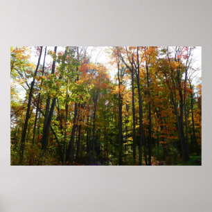Poster Sunlit Fall Forest Paysage d'automne