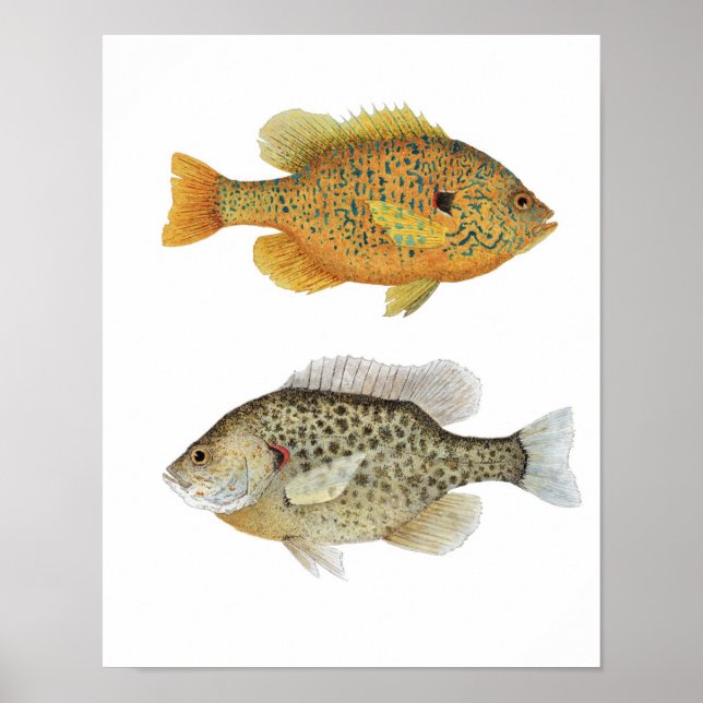 Poster Sunnies (Devant)