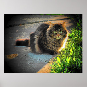 Poster Sunny and Cold Grumpy Angel Cat by djoneill