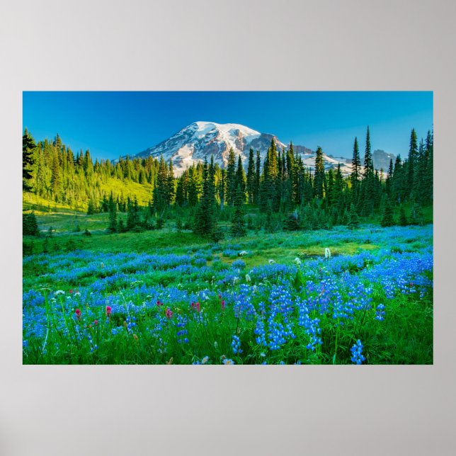 Poster Sunrise Lupine et Mount Rainer (Devant)