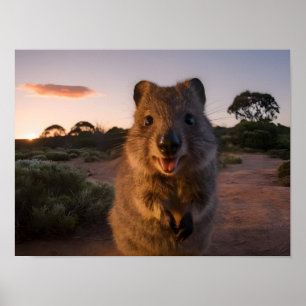 Poster Sunset Delight : Charming Quokka Smiles à la camér