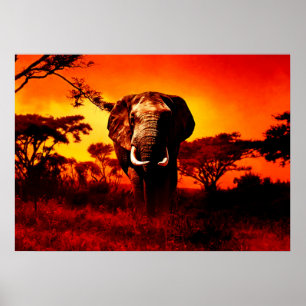 Poster Sunset Elephant
